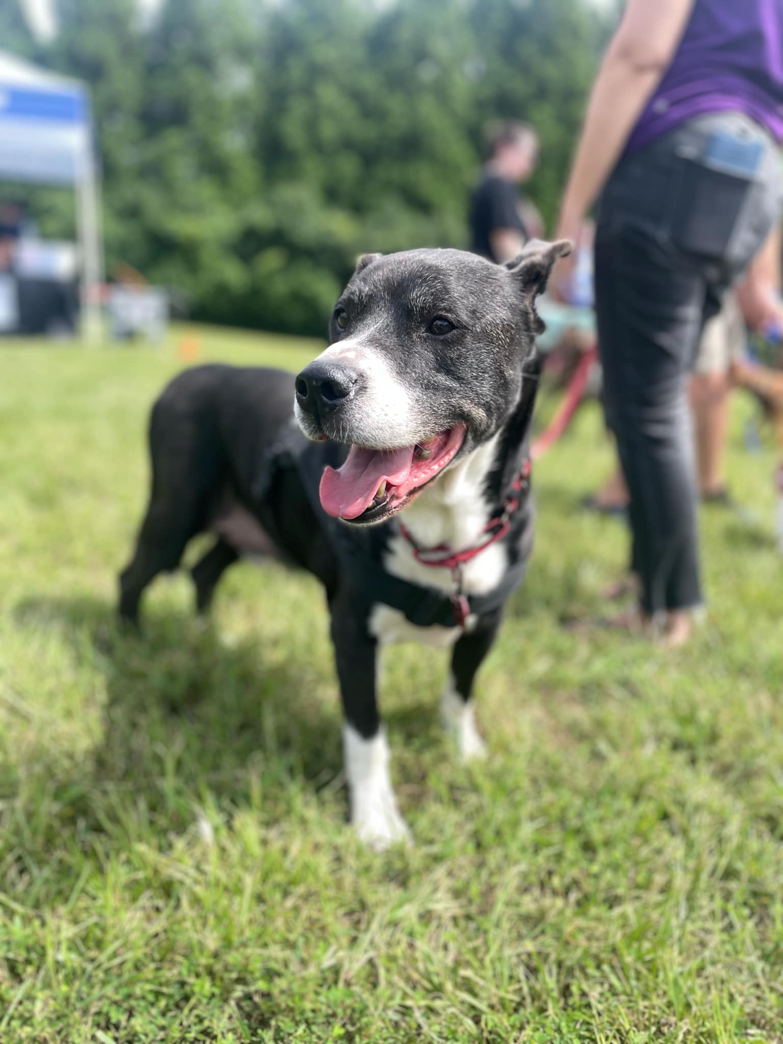 adoptable Dog in Holly Springs, NC named Rowdy