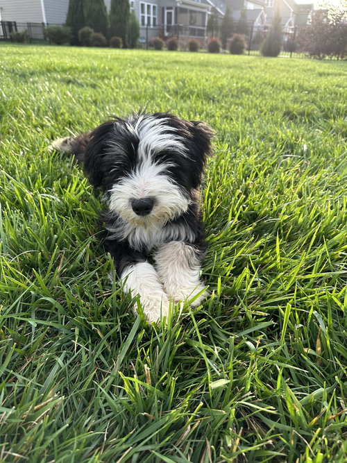 Lucille