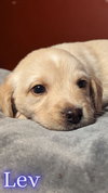 Lev - Change Litter