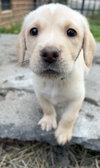 Lev - Change Litter