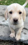 Lev - Change Litter