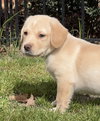 Lev - Change Litter