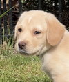 Lev - Change Litter