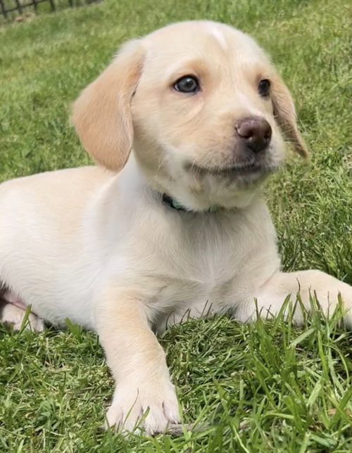 Lev - Change Litter