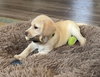 Lev - Change Litter