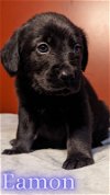 adoptable Dog in , NC named Eamon - Change Litter
