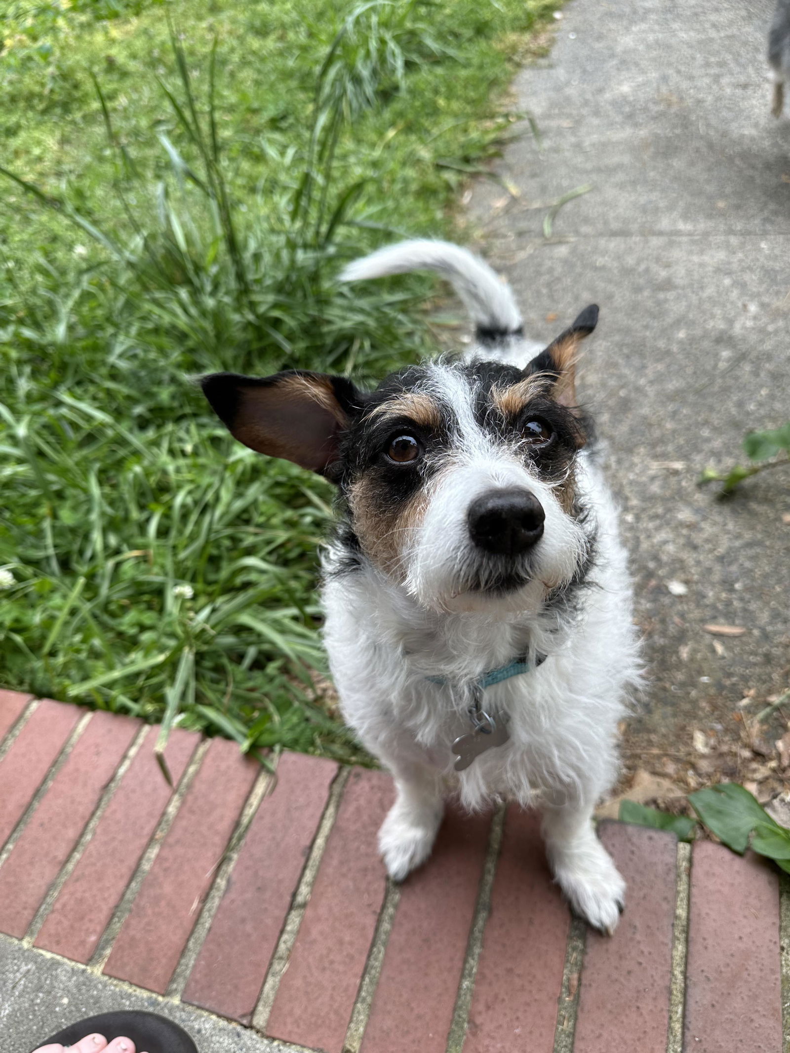 adoptable Dog in Holly Springs, NC named Buster - JRT