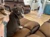 adoptable Dog in holly springs, NC named Blooper - Mario Kart litter