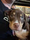 adoptable Dog in  named Blooper - Mario Kart litter