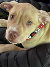 adoptable Dog in  named Bowser - Mario Kart litter