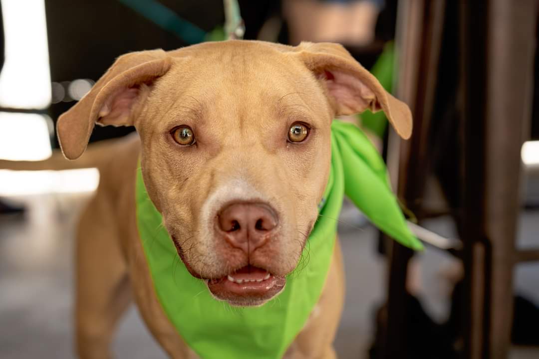 adoptable Dog in Holly Springs, NC named Bowser - Mario Kart litter