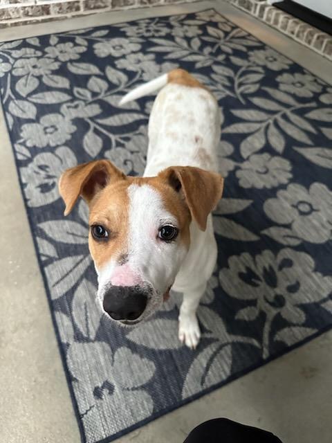 adoptable Dog in Holly Springs, NC named Biscuit