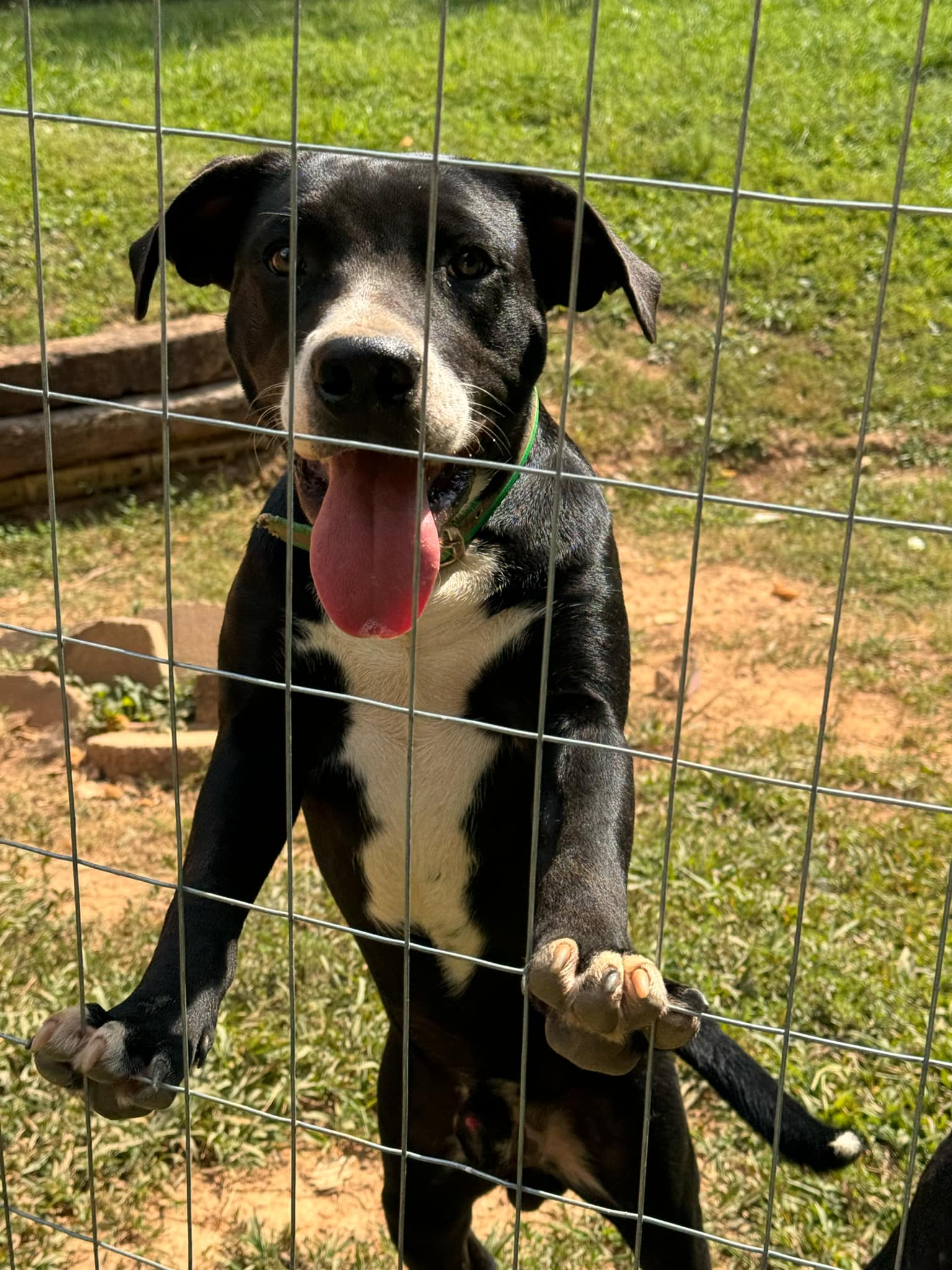 adoptable Dog in Holly Springs, NC named Bruce