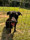 adoptable Dog in Holly Springs, NC named Boss