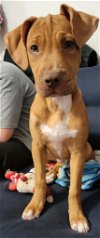 adoptable Dog in  named Hades