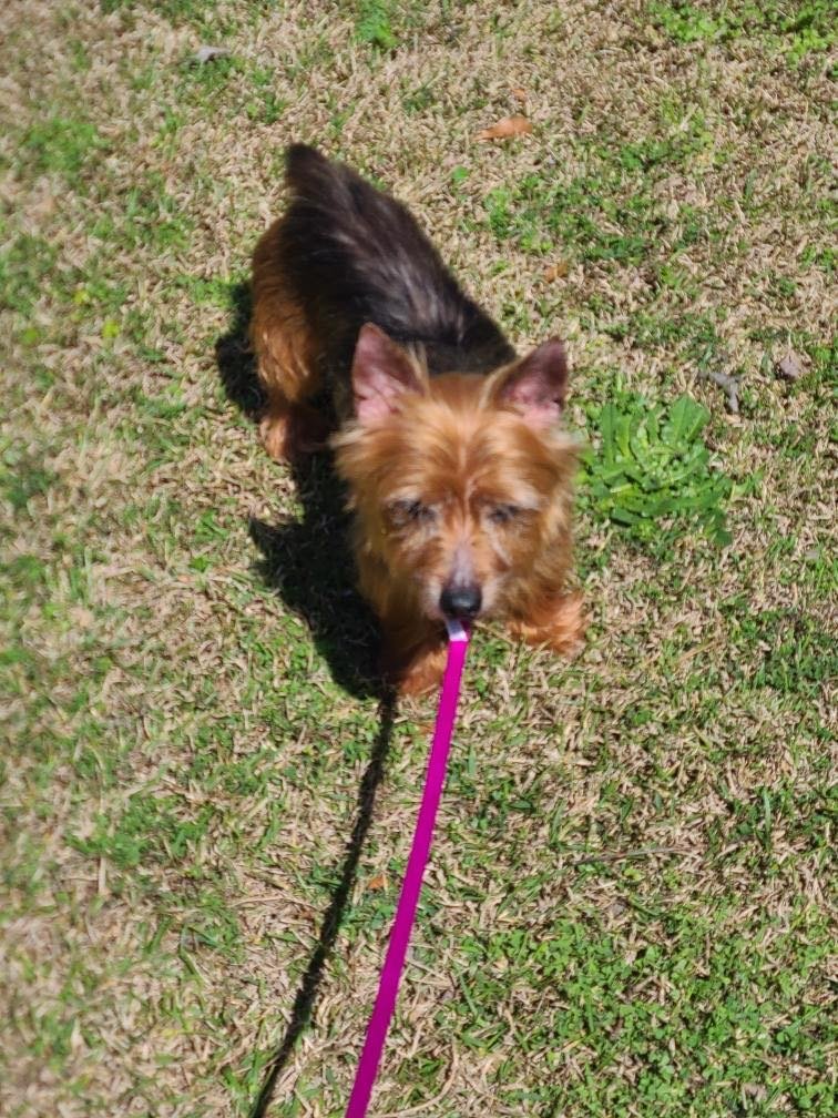 adoptable Dog in Holly Springs, NC named Copper Penny