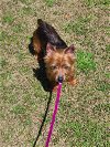 adoptable Dog in , NC named Copper Penny