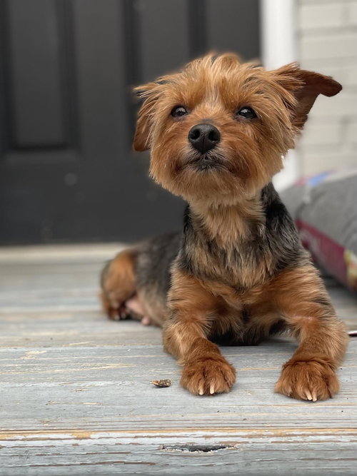 Pippy Bella