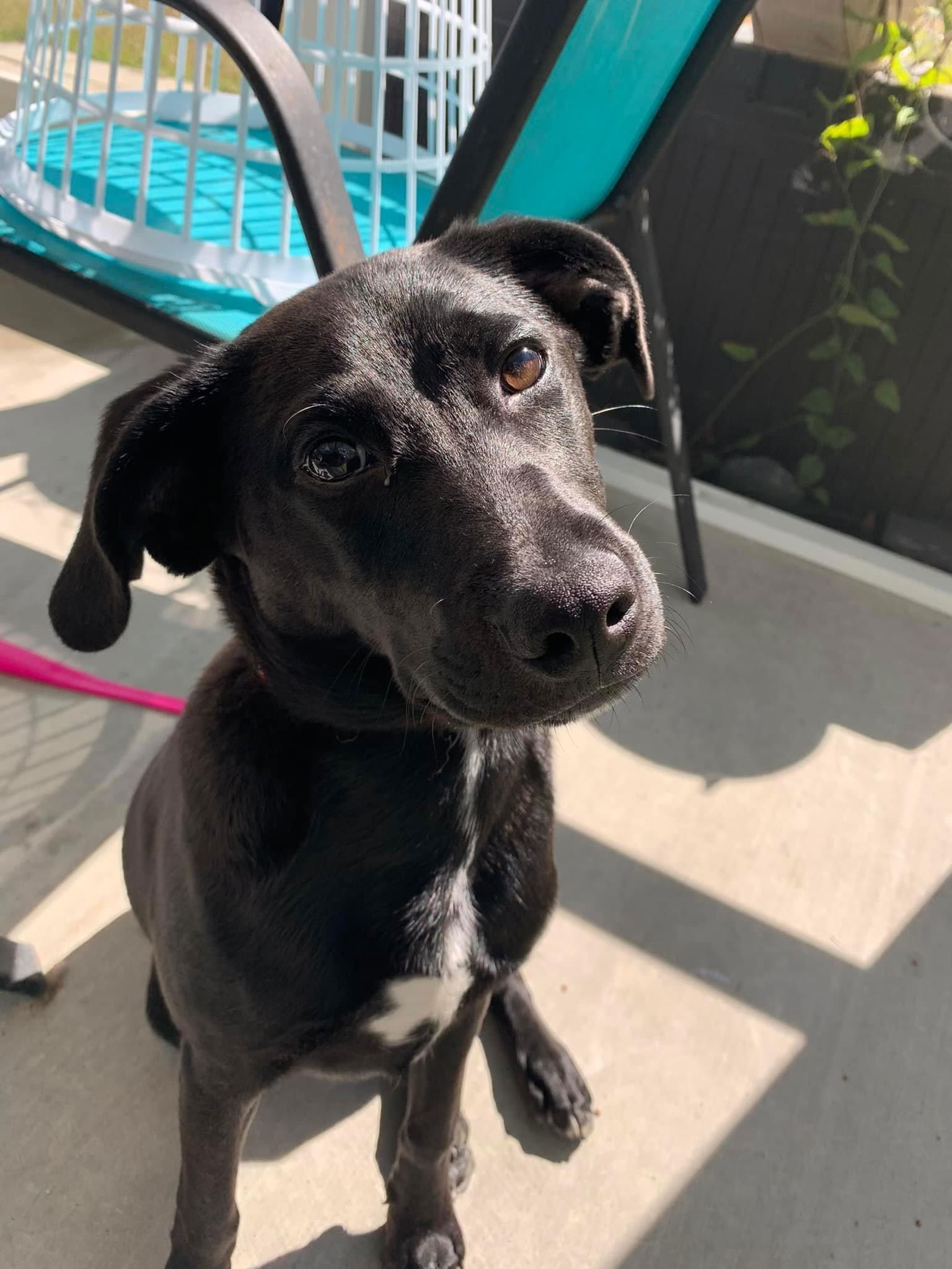 adoptable Dog in Holly Springs, NC named Lucky