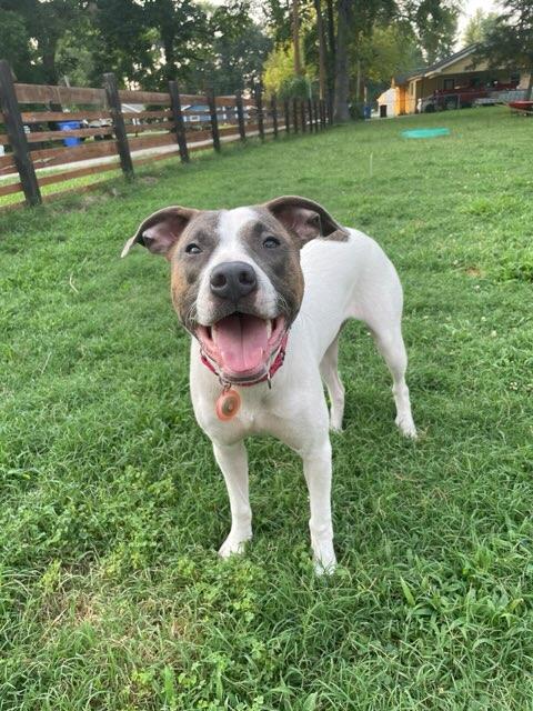 adoptable Dog in Holly Springs, NC named Moana