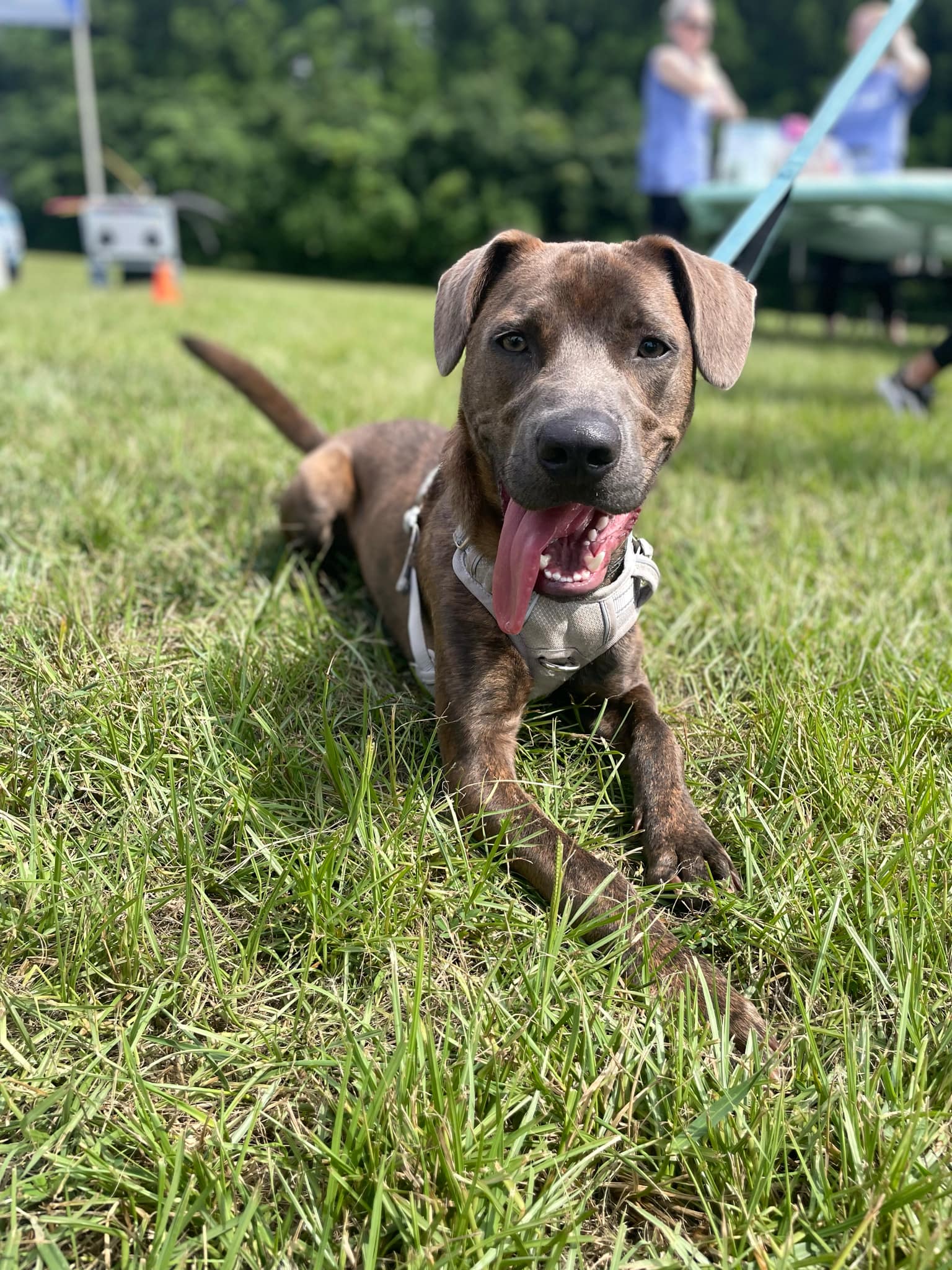 adoptable Dog in Holly Springs, NC named Jake