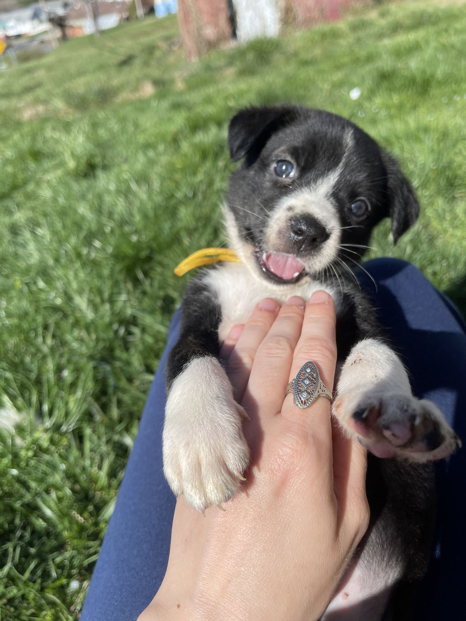 Dog for Adoption Olympic National Parks 2024 litter, a Hound in