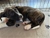adoptable Dog in holly springs, NC named Acadia: National Parks 2024 litter