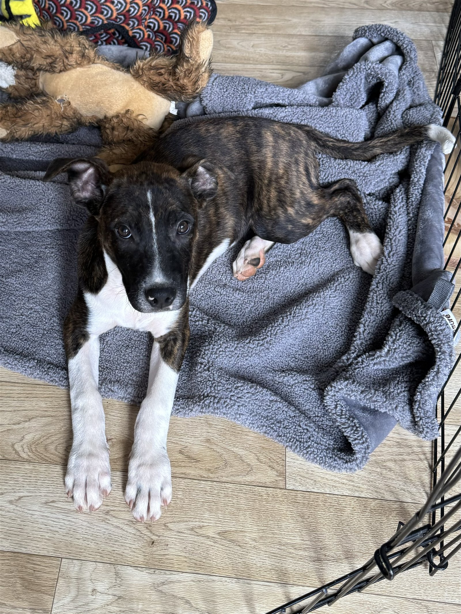 adoptable Dog in Holly Springs, NC named Acadia: National Parks 2024 litter