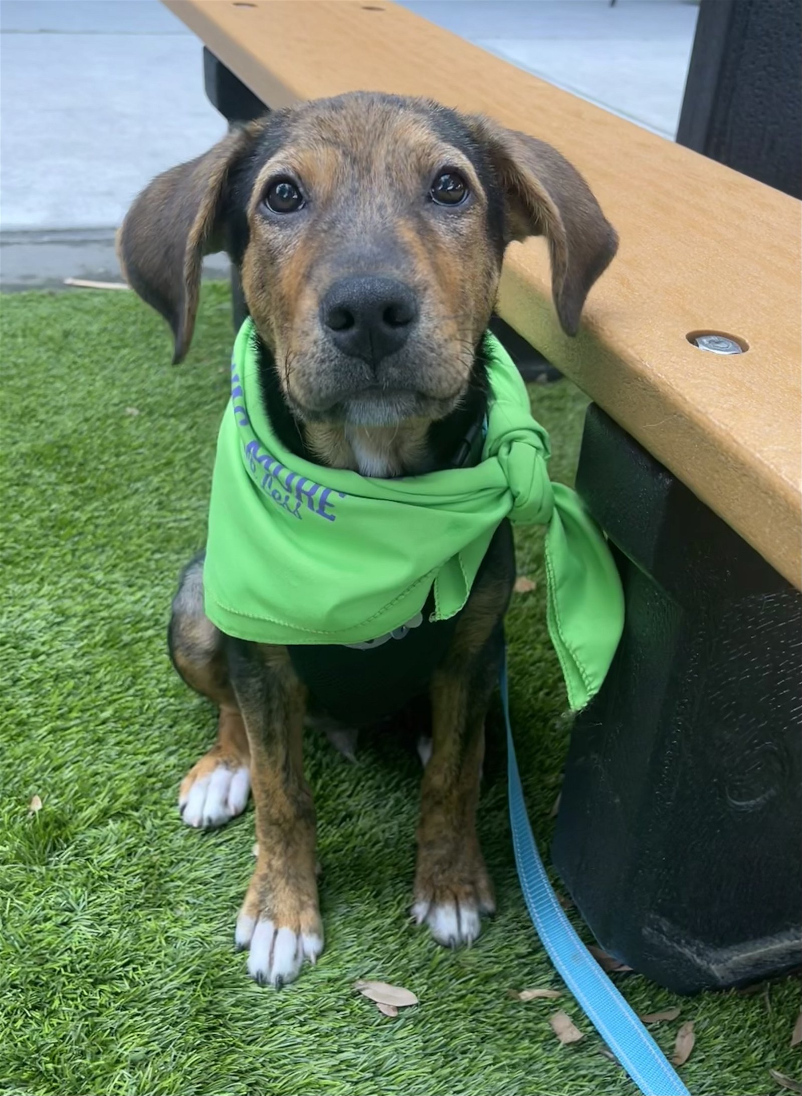 adoptable Dog in Holly Springs, NC named Rocky: National Parks 2024 litter