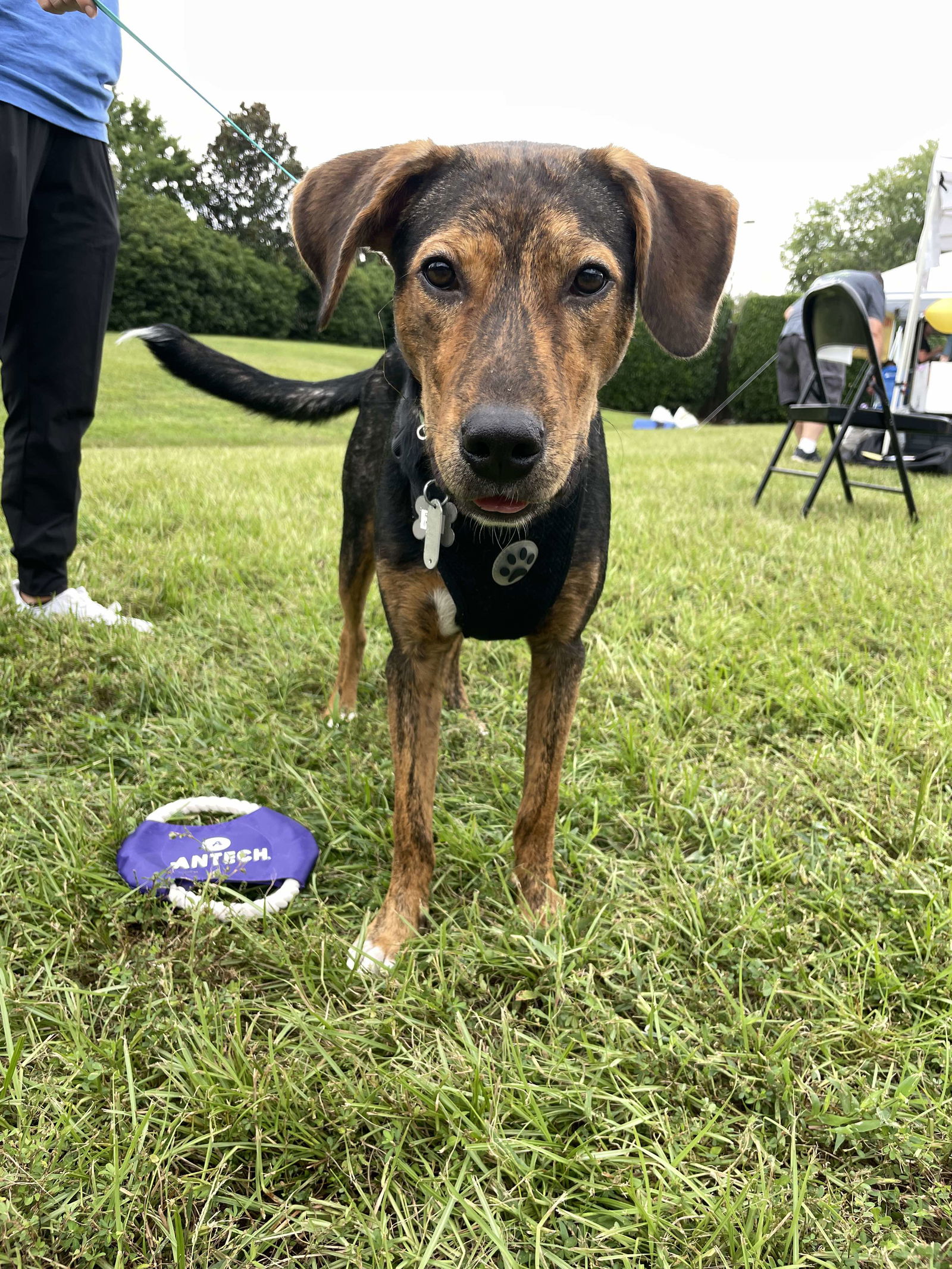 adoptable Dog in Holly Springs, NC named Rocky: National Parks 2024 litter