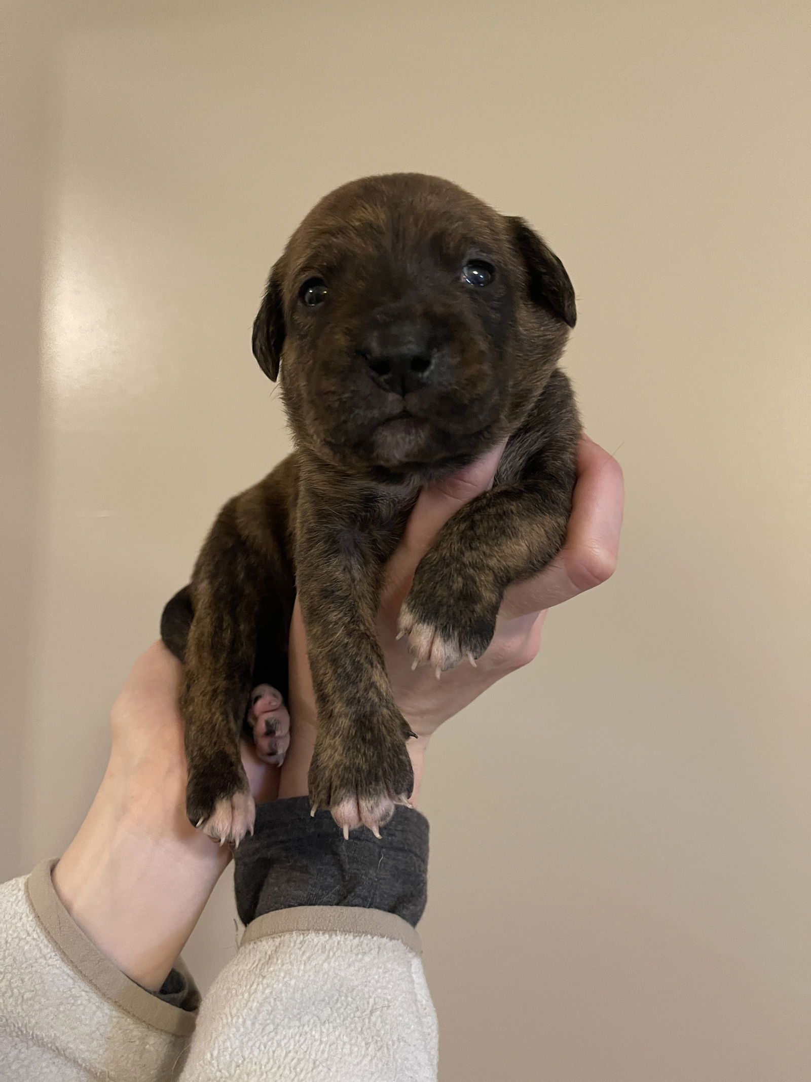 Dog for Adoption - Denali: National Parks 2024 Litter, a Hound in Coats ...