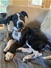 adoptable Dog in  named Teton: National Parks Litter