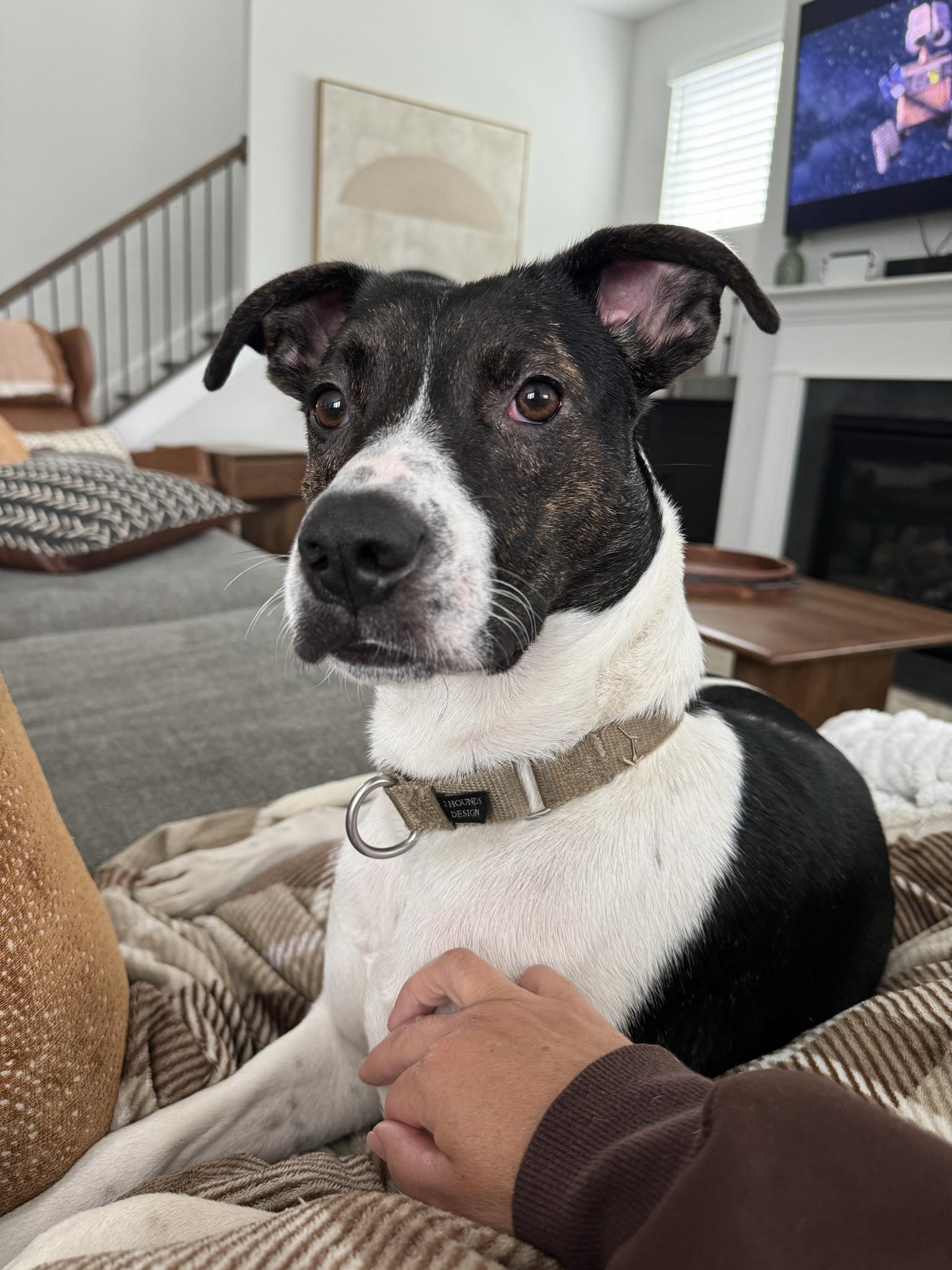 adoptable Dog in Greenville, NC named Moose: National Parks 2024 Litter Mama