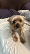 Mop