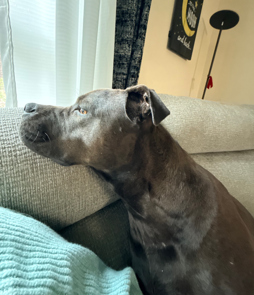 ANNIE - American Staffordshire Terrier / Bullmastiff available for adoption
