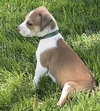 Jude Paw - Celebrity Litter