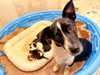 Mutt Damon  - Celebrity Litter