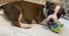 Mutt Damon  - Celebrity Litter