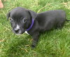 Sarah Jessica Barker - Celebrity Litter