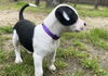 Olivia Chewton John - Celebrity Litter