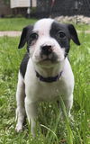 Olivia Chewton John - Celebrity Litter
