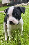 Olivia Chewton John - Celebrity Litter