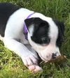 Olivia Chewton John - Celebrity Litter