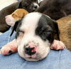 Olivia Chewton John - Celebrity Litter