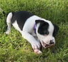 Olivia Chewton John - Celebrity Litter