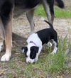 Olivia Chewton John - Celebrity Litter