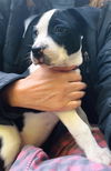 Olivia Chewton John - Celebrity Litter