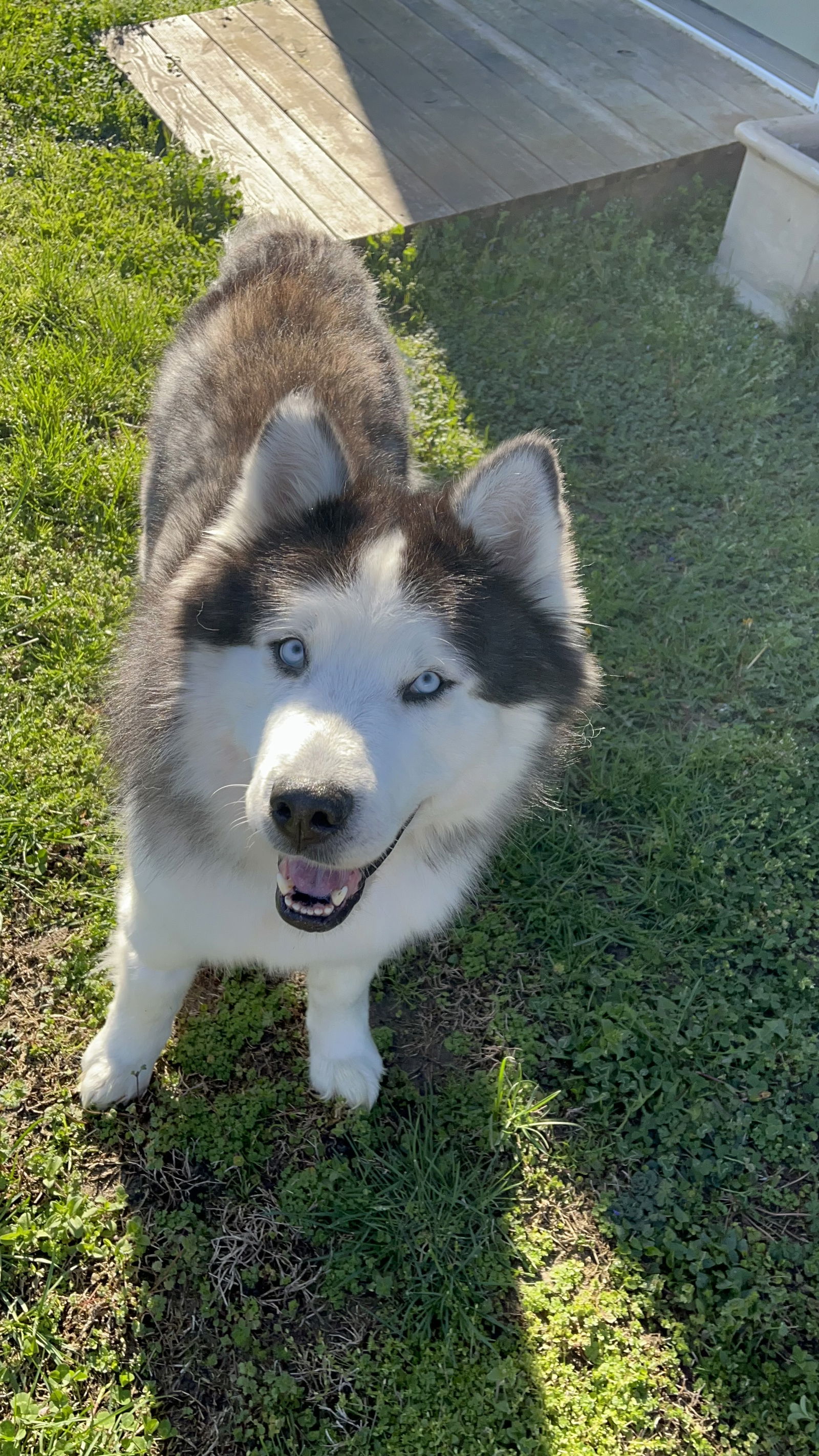 adoptable Dog in Holly Springs, NC named Mac