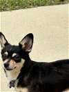 adoptable Dog in , NC named Cuquita