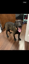 adoptable Dog in , NC named Darcy